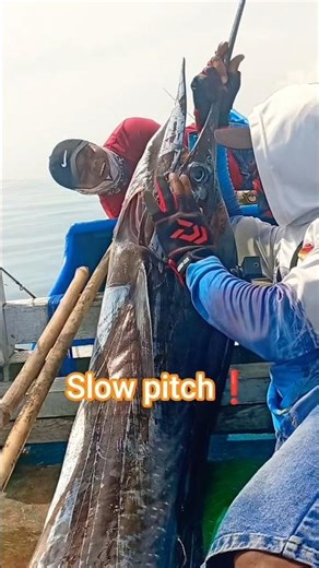 slow pitch jigging,,?? Ikan layaran 40 kg❗❗ #shortvideo#fishing #jigging