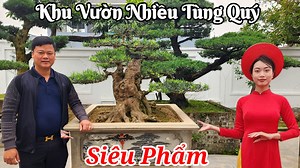 3.4K views · 43 reactions | Khám phá vườn Tùng Bắc đẳng cấp nhất Hà Nội của bạn Thanh Tùng Mỹ Đức ☎️ 0973.40.8888  Xem YouTube tại đây https://youtu.be/xha1fUdRtOs | Bach Thuan Bonsai | Facebook
