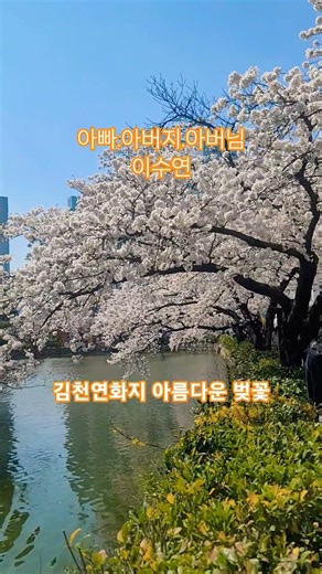 #김천가볼만한곳 #벚꽃명소 #이수연 #아빠아버지아버님