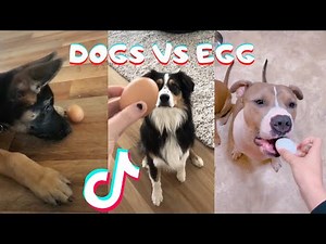 Dogs Try The Viral Egg Challenge Tik Tok Compilation - So Cute
