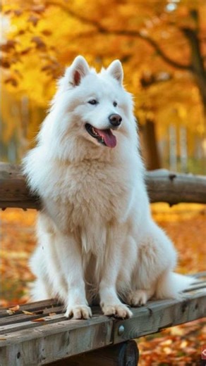 Today learn About " SAMOYED " (Don't miss)🌍❤️ #Shorts #Viral #Fyp