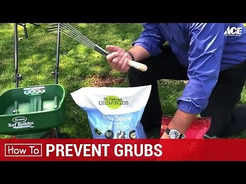 How To Prevent Grubs - Ace Hardware