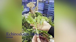 Amazon Sword - 1 Potted - Tropical Water Live Aquarium Plants  | eBay UK