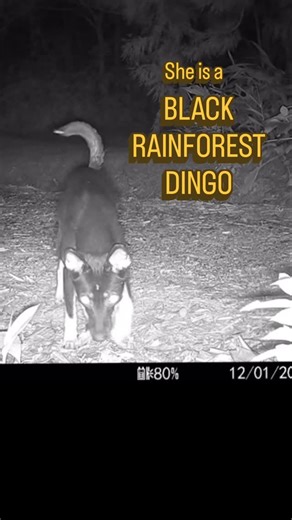 🐕Wild born🐕 on Instagram: "Black Dingoes and Sable Dingoes are often wrongly identified as mixed dog breeds generally German Shepherd x kelpie.. IWe are achieving as a community. We are educating our neighbours that yes we have black dingoes. They are sacred to the many Nations here on Bundjalung Country Please educate as much as you can especially on community boards because we are entering dingo breeding season which means many irresponsible dog owners will start posting about their roaming