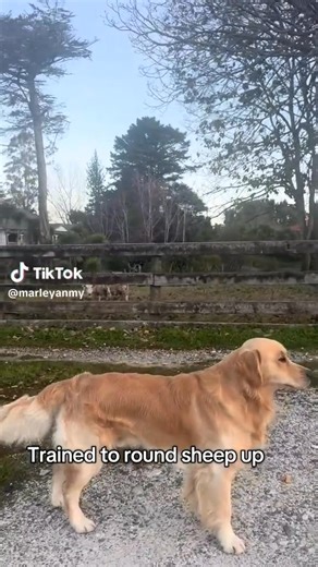 "Hey boss, so I didn't sign up for this...?" Happy Farm Dog Friday! (@marleyanmy via TikTok) | RFD-TV