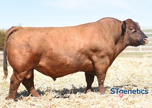 This Red Angus sire is a genuine powerhouse and calving ease specialist! 412B is a dense made sire who combines an explosive phenotype with a balanced trait EPD profile. He lands in the top 25% or better for several traits, and stems from the Blockana cow family known for fleshing ability and maternal value. 412B is a complete outcross who offers proven performance, unbelievable muscle expression and body mass, while reaching top 3% of the breed for CED. 412B is available in Conventional semen o