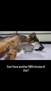 #animals #loveit | Animal’s