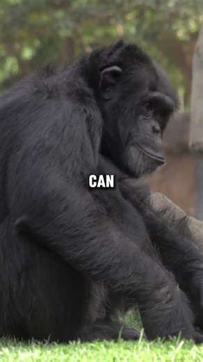 Chimps Are Smarter Than You Think #chimpanzee #wildlife