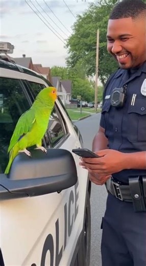 Parrot Calls the Police Too Slow 🦜🚔#TalkingParrot #FunnyShorts #policecomedy