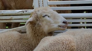 Close Sheep Farm Sheep Smiling Stock Footage Video (100% Royalty-free) 1096298615 | Shutterstock