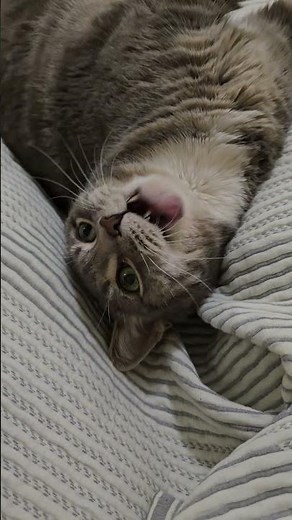 kitty sneeze 🤧 #cats #cat sneeze