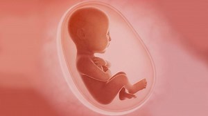 Growing babies in artificial wombs: A future possibility