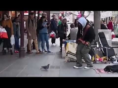 Pigeon on the street, jamming and dancing along to busker playing Robin Thicke’s Blurred Lines