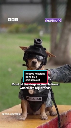 Who would've thought a chihuahua would go on a rescue mission! Meet Comando, the latest addition to Mexico's National Gaurd. 🐕