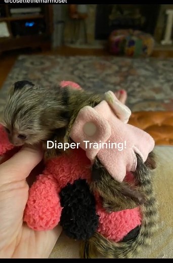 Diaper Training for Small Marmoset Monkey