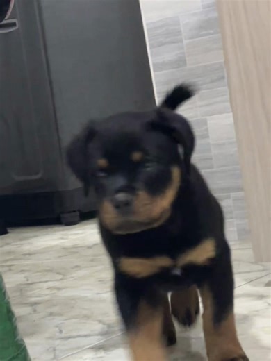 Adorable Rottweiler Moments That Will Melt Your Heart