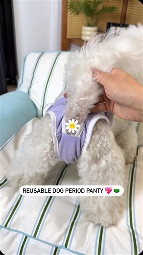 Paw love  on Instagram: "This reusable dog period panty is a must-have for female pups during their cycle!  It’s comfortable, stylish, and washable, making it both practical and eco-friendly. No more mess—just a clean and comfy solution for your furry girl! Who else has a little princess at home?  #PetEssential #DogPeriodCare #ReusableDogDiaper #FemaleDogCare #DogHygiene #PetParenting"