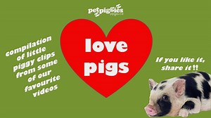 Micro Pig Compilation - Little Clips of Little Pigs Enjoy micro pig babies in this compilation of little clips of little pigs at Petpiggies Click here to watch more micro pig videos https://www.youtube.com/watch?v=vqTXIKmROX4&list=PLANwQmtbsZlZzz1Ibbbhxo7oEybtHp20C | Petpiggies micro pigs