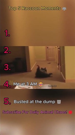 Top 5 Raccoon Moments 🦝