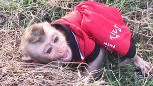Baby Monkey Zono Crying Find Grandma, Grandma Hide Baby Zono And Playing With Him | Monkey Kid