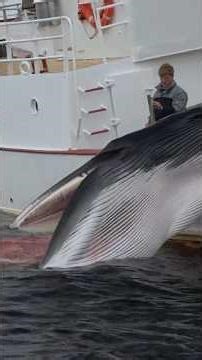 A must-see whale documentary 🐋