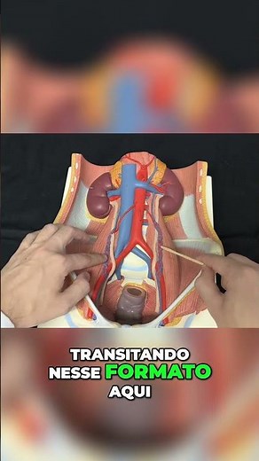 Anatomy of the Urinary Tract - Kidneys, Veins and Ureters