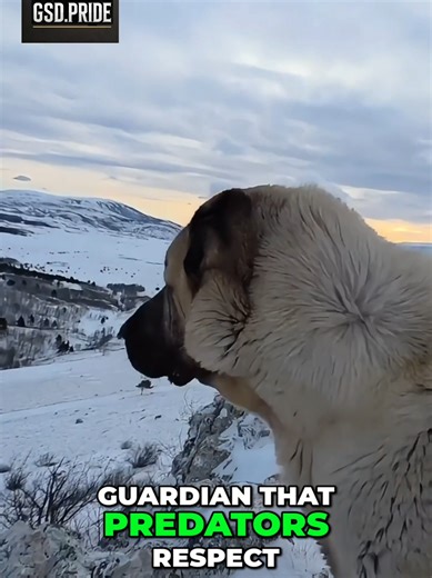 The Dog Wolves Fear – Anatolian Shepherd The Anatolian Shepherd isn’t just a dog — it’s a legendary livestock guardian. For thousands of years, these powerful dogs have protected sheep and goats from wolves, coyotes, and other predators across the harsh mountains of Turkey. Calm, fearless, and incredibly intelligent, the Anatolian Shepherd doesn’t chase danger — it stands its ground and protects what’s under its watch. #AnatolianShepherd #GuardianDog #WorkingDogs #DogFacts #LivestockGuardian 🐺�