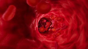 Red blood cells in artery. Infinitely looped animation.