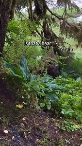 6.1K views · 313 reactions | Just a stunning reminder of who really runs the wilderness.  Remember to always respect wildlife and their space.  by @taylorthomasalbright  Follow our account for Alaska content! #Alaska #SharingAlaska #bear #fatbearweek #wildife #hiking | Sharing Alaska | Facebook
