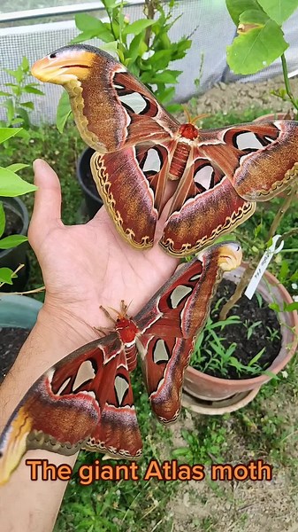 Attacus atlas, the giant Atlas moth. #butterfly #insect #entomology #moth #nature #insecthaus