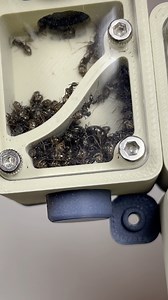 J’enlève l’ancien nid de ces fourmis françaises | Espèce -> Formica fusca | Gigafourmis