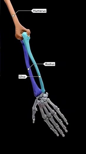 Humerus, Ulna & Radius: Anatomy Quick Guide #Humerus #Ulna #Radius #Bones #HumanAnatomy #UpperLimb