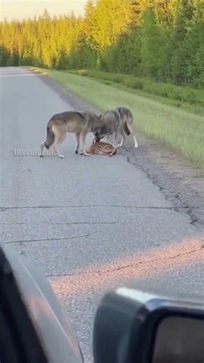 Driver Saves Fawn from Wolves in Miraculous Roadside Rescue #AnimalRescue #Reels #global