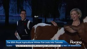 Judging the livestock at the Royal Agriculture Winter Fair