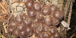 Salak Condet, maskot Jakarta yang telah punah | merdeka.com