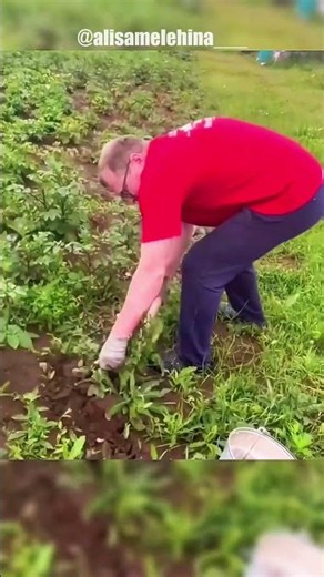 Девушка решила показать свой урожай картошки. Но когда начали её выкапывать она была в шоке