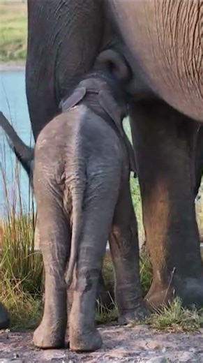Baby Elephant Nursing from Mum