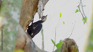 pileated woodpecker peacking at tree and calling