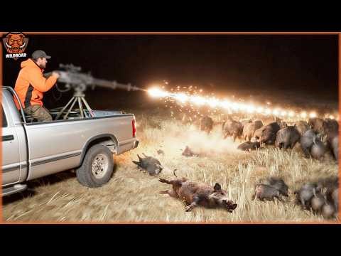 This Is How Farmers Outsmarted Thousands Of Wild Boars With Traps | Invasive Species