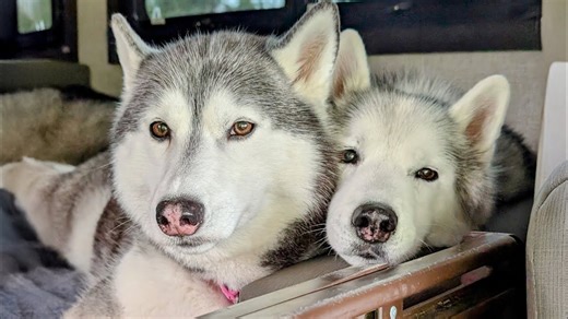 We're wrapping up our unforgettable family camping trip in Michigan's Upper Peninsula! Join us for one last adventure as we pack up the RV at Brimley State Park and make a fun stop in Mackinaw City on our way home. From hilarious maze attempts to a final recap on how our senior husky rocked the trip, it was the perfect end to our travels! #Camping #RVLife #UpperPeninsula #HuskyLife #FamilyTravel | Snow Dogs Vlogs