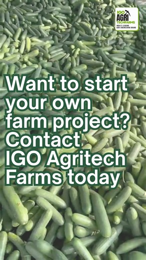 ✅ 𝐇𝐢𝐠𝐡-𝐲𝐢𝐞𝐥𝐝 𝐜𝐮𝐜𝐮𝐦𝐛𝐞𝐫 𝐡𝐚𝐫𝐯𝐞𝐬𝐭 𝐚𝐭 𝐨𝐮𝐫 𝐂𝐡𝐚𝐧𝐝𝐫𝐚𝐲𝐚𝐩𝐚𝐭𝐧𝐚 𝐅𝐚𝐫𝐦 ✅ 𝐆𝐫𝐨𝐰𝐧 𝐮𝐬𝐢𝐧𝐠 𝐚𝐝𝐯𝐚𝐧𝐜𝐞𝐝 𝐩𝐫𝐞𝐜𝐢𝐬𝐢𝐨𝐧 𝐟𝐚𝐫𝐦𝐢𝐧𝐠 𝐭𝐞𝐜𝐡𝐧𝐨𝐥𝐨𝐠𝐲 ✅ 𝐂𝐥𝐞𝐚𝐧, 𝐟𝐫𝐞𝐬𝐡, 𝐚𝐧𝐝 𝐩𝐫𝐞𝐦𝐢𝐮𝐦-𝐠𝐫𝐚𝐝𝐞 𝐩𝐫𝐨𝐝𝐮𝐜𝐞 ✅ 𝐂𝐨𝐦𝐩𝐥𝐞𝐭𝐞 𝐞𝐧𝐝-𝐭𝐨-𝐞𝐧𝐝 𝐩𝐫𝐨𝐣𝐞𝐜𝐭 𝐦𝐚𝐧𝐚𝐠𝐞𝐦𝐞𝐧𝐭 ✅ 𝐒𝐞𝐞𝐝 𝐬𝐨𝐰𝐢𝐧𝐠 𝐝𝐨𝐧𝐞 𝐛𝐲 𝐞𝐱𝐩𝐞𝐫𝐭 𝐟𝐚𝐫𝐦 𝐭𝐞𝐜𝐡𝐧𝐢𝐜𝐢𝐚𝐧𝐬 ✅ 𝐃𝐚𝐢𝐥𝐲 𝐜𝐫𝐨𝐩 𝐦𝐨𝐧𝐢𝐭𝐨𝐫𝐢𝐧𝐠 & 𝐦𝐚𝐢𝐧𝐭𝐞𝐧𝐚𝐧𝐜𝐞 ✅