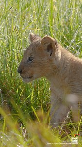 155K views · 7.7K reactions | Simba's Call! Ever wondered what a lion cub's call sounds like? Listen to this amazing snippet captured in Kenya's Masai Mara. #Simba #LionCub #MaraTrails | Nisha Purushothaman | Facebook