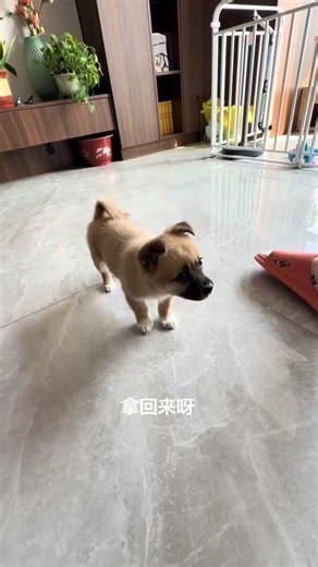 Village Dog's Smart Skills: Unleashing Intelligence