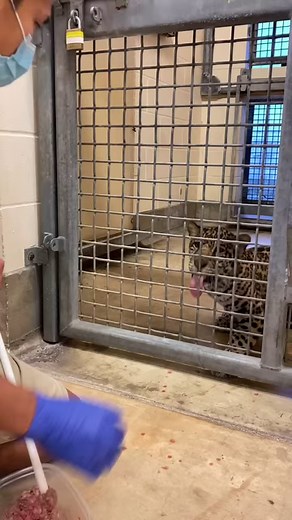 For the last several months, Banks has been voluntarily participating in basic training sessions! There are many benefits of training our animals. These behaviors help support their mental and physical welfare, allow them to participate in their veterinary care, promote natural behaviors and build trust with their Animal Care Specialists. Using a positive reinforcement approach, all animals can choose whether they would like to engage in the session or not. As you can see here, little Banks is v