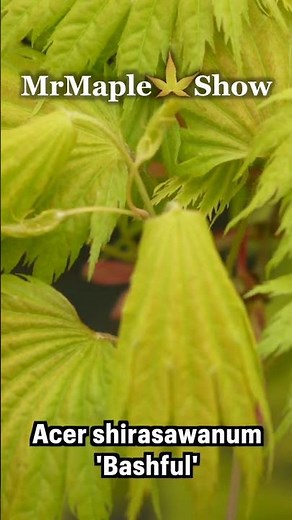 Acer shirasawanum ‘Bashful' Dwarf Full Moon Japanese Maple