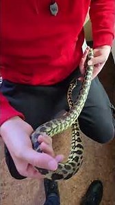 mon boïdés préféré est tout le genre morelia spilota.beau specimen #reptiles #serpent #python