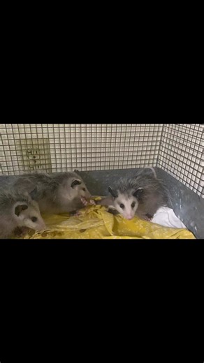 Sometimes you just need a friend to hold your food for you! Our friendly helper turns into a sneaky chicken wing stealer. 🍗 #keepaustinwild #austinwildlife #wildliferescue #wildliferehabilitation #nonprofitorganization #texaswildlife #opossums #opossumsofinstagram #OpossumSauce #foodstealer #friendlyhelper | Austin Wildlife Rescue