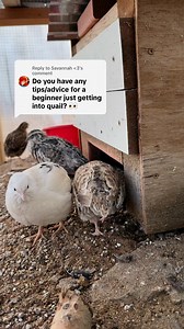 99K views · 2.6K reactions | With quail you don’t just have to keep them safe from predators… you have to keep them safe from themselves too! #quail #chickenschmidtfarms #fresheggs #eggshortage #quails #coturnix #coturnixquail #backyardflock #covey | Chicken Schmidt Farms | Facebook