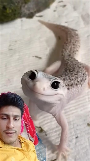 Lizard shorts | #lizard #gecko #টিকটিকি #animals