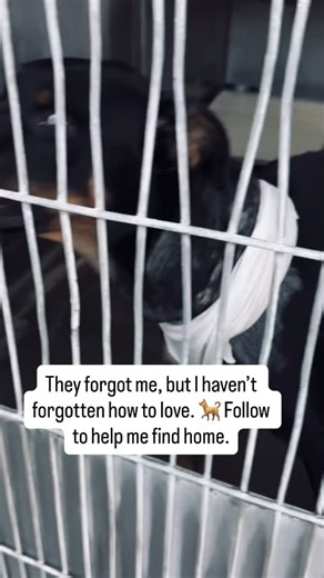 Behind this scared face is a heart that still believes in love. 💔 Follow my journey to hope. #follow #love #pet #petlovers #adoptdontshop #adoptme #dog #shelterdog #doglover #doglovers #dogsmile #RescueUSA #rescuedog #usa | Hildah Louise